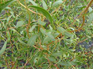 SALIX erythroflexuosa AT