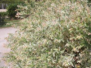 Saule crevette - SALIX integra 'Hakura nishiki' - Arbuste