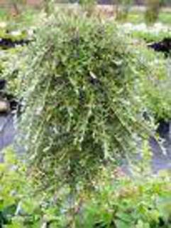 Saule nain - SALIX repens 'Voorthuizen' - Arbuste
