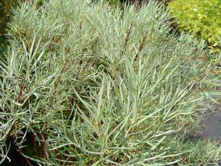 Saule à feuille de rosmarin - SALIX rosmarinifolia - Arbuste