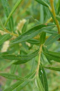 Osier des vanniers - SALIX viminalis - Petit arbre