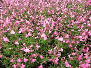 Sauge arbustive - SALVIA 'Suncrest® Flamenco Rose' - Arbuste