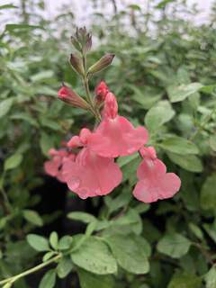 SALVIA microphylla 'Ribambelle'