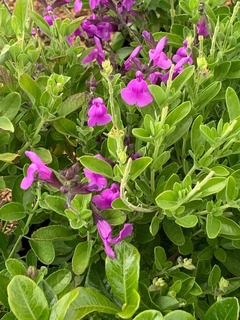 Sauge des bois - SALVIA x jamensis 'Magical® loire' - Arbuste