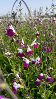 Sauge - SALVIA greggii 'Amethyst lips' - Arbuste