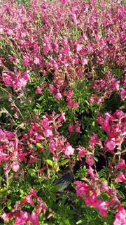 Salvia Artic Blaze Fuchsia (2)