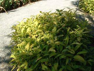 Sauge - SALVIA officinalis 'Aurea' - Arbuste