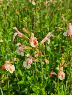 Sauge arbustive - SALVIA jamensis 'Belle de Loire' - Arbuste