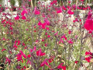 Sauge - SALVIA 'Bordeaux' - Arbuste