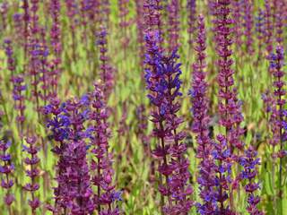 Sauge des bois - SALVIA nemorosa 'Caradonna' - Vivace