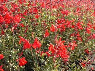 SALVIA caramba