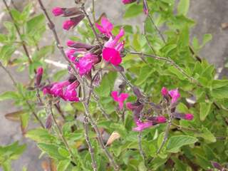 Sauge - SALVIA 'Cera Potosi' - Arbuste