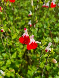 Salvia Hot lips-redimensionne-taille-600x799