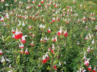 Sauge - SALVIA microphylla Hot lips - Arbuste