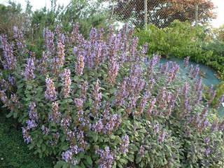 Sauge - SALVIA officinalis 'Purpurea' - Arbuste