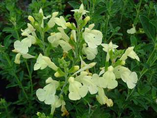 Sauge - SALVIA 'Suncrest® Lemon Light' - Arbuste