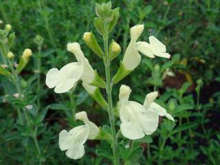 SALVIA Suncrest Lemon light.JPG