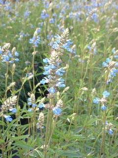 Sauge des marais - SALVIA uliginosa - Arbuste