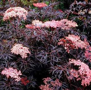 Sureau dentelle noire - SAMBUCUS nigra 'Black lace®' - Arbuste