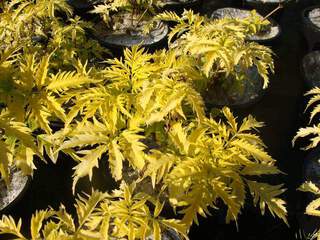 Sureau - SAMBUCUS  'Sutherland Gold' - Arbuste