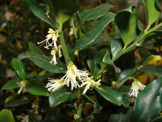 Sarcocoque - SARCOCOCCA hookeriana 'Humilis' - Arbuste