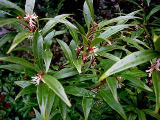 Sarcococca hookeriana Purple Stem