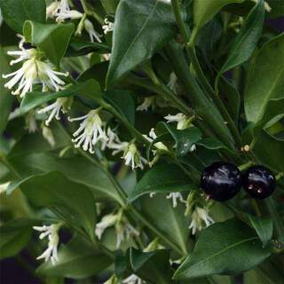 Sarcococca - SARCOCOCCA confusa - Arbuste