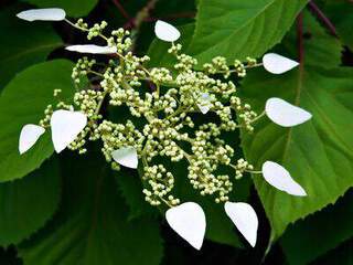 schizophragma_hydrangeoides 