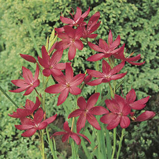 Schizostylis coccinea