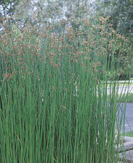 Scirpus lacustris