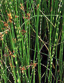 Scirpus tabernaemontani Zebrinus