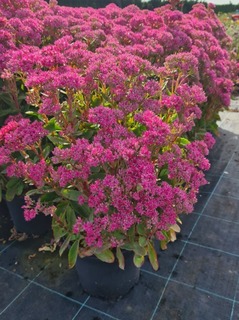 Sedum spectabile Brillant (2)-redimensionne-taille-600x804