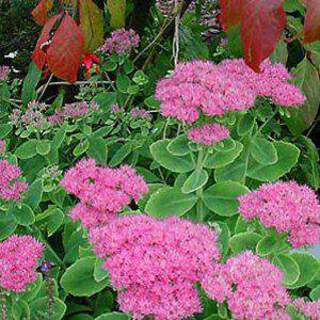 SEDUM spectabile 'Brillant ext