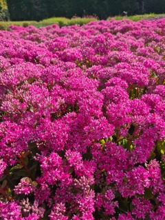 Sédum ou orpin - SEDUM spectabile 'Brillant' - Vivace