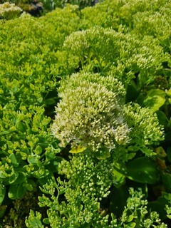 Sédum ou orpin - SEDUM spectabile 'Iceberg' - Vivace
