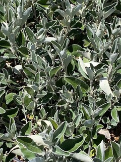 Séneçon - SENECIO Sunshine - Arbuste