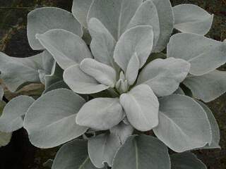 Séneçon, Cinéraire - SENECIO candicans 'Angel Wings' - Arbuste