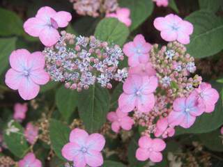 Hortensia - HYDRANGEA serrata 'Mont aso' - Arbuste