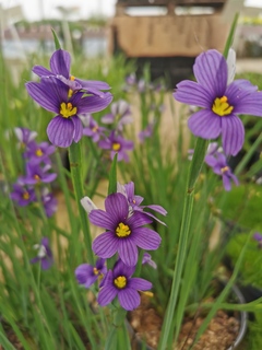Bermudienne - SISYRINCHIUM angustifolium - Vivace