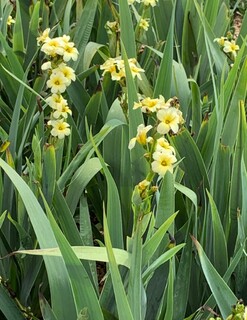 Bermudienne striée - SISYRINCHIUM striatum - Vivace
