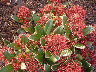 Skimmia - SKIMMIA japonica 'Rubella' - Arbuste