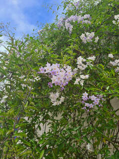 Solanum - SOLANUM jasminoides - Plante grimpante