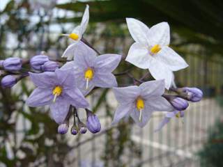 Solanum - SOLANUM jasminoides - Plante grimpante