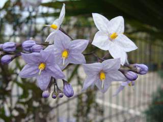 SOLANUM jasminoides