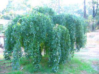 Sophora Japonica pendula