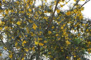 SOPHORA microphylla Sun King 'Hilsop' ®