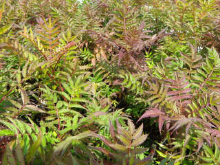 Fausse spirée à feuilles de sorbier - SORBARIA sorbifolia 'Sem' - Arbuste