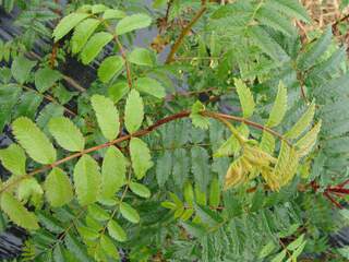 SORBUS aucuparia AT