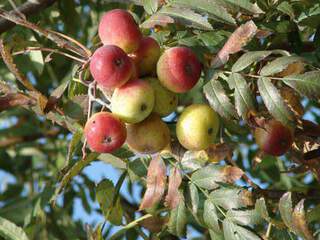 SORBUS domestica