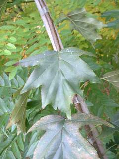 Sorbus torminalis